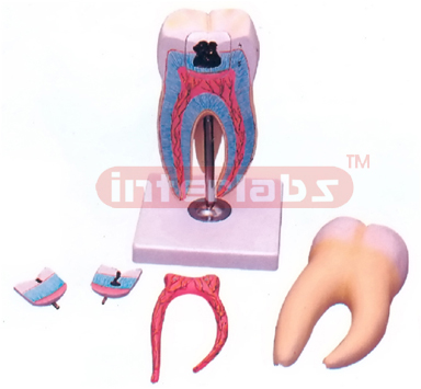 HUMAN TRIPLE ROOT MOLAR